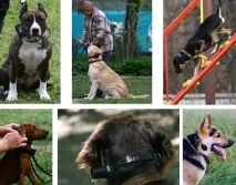 Якщо гавкає собака у сусідів, що робити Де компот сусідів
