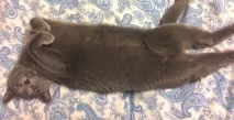 Фото забавних котів, що вміють стояти на двох лапах, надсилають на конкурс Metro вміють