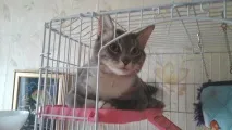 Фото забавних котів, що вміють стояти на двох лапах, надсилають на конкурс Metro забавних