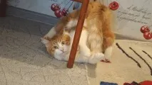 Фото забавних котів, що вміють стояти на двох лапах, надсилають на конкурс Metro котів