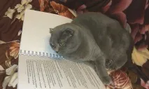 Фото забавних котів, що вміють стояти на двох лапах, надсилають на конкурс Metro двох