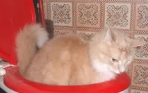 Фото забавних котів, що вміють стояти на двох лапах, надсилають на конкурс Metro котів