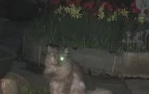 Фото забавних котів, що вміють стояти на двох лапах, надсилають на конкурс Metro двох