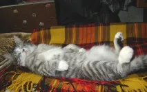 Фото забавних котів, що вміють стояти на двох лапах, надсилають на конкурс Metro стояти