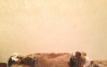 Фото забавних котів, що вміють стояти на двох лапах, надсилають на конкурс Metro забавних