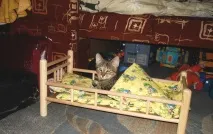 Фото забавних котів, що вміють стояти на двох лапах, надсилають на конкурс Metro забавних