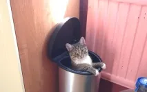 Фото забавних котів, що вміють стояти на двох лапах, надсилають на конкурс Metro вміють
