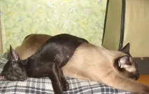 Фото забавних котів, що вміють стояти на двох лапах, надсилають на конкурс Metro стояти