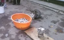 Фото забавних котів, що вміють стояти на двох лапах, надсилають на конкурс Metro котів