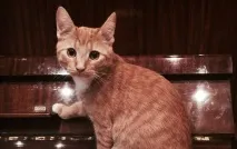 Фото забавних котів, що вміють стояти на двох лапах, надсилають на конкурс Metro котів