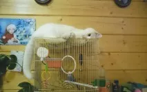 Фото забавних котів, що вміють стояти на двох лапах, надсилають на конкурс Metro стояти