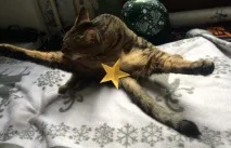 Фото забавних котів, що вміють стояти на двох лапах, надсилають на конкурс Metro котів