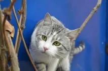 Фото аравійської мау його