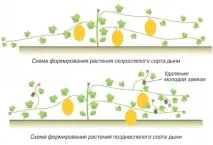 Формування гарбузових рослин у відкритому ґрунті гарбузових