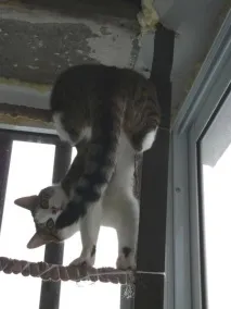 Фото забавних котів, що вміють стояти на двох лапах, надсилають на конкурс Metro вміють