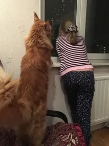 Фото забавних котів, що вміють стояти на двох лапах, надсилають на конкурс Metro двох