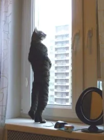 Фото забавних котів, що вміють стояти на двох лапах, надсилають на конкурс Metro забавних