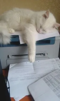 Фото забавних котів, що вміють стояти на двох лапах, надсилають на конкурс Metro двох