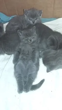 Фото забавних котів, що вміють стояти на двох лапах, надсилають на конкурс Metro стояти