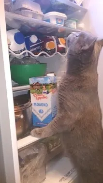 Фото забавних котів, що вміють стояти на двох лапах, надсилають на конкурс Metro стояти