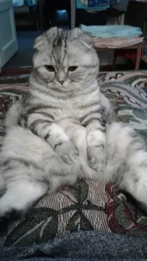 Фото забавних котів, що вміють стояти на двох лапах, надсилають на конкурс Metro вміють