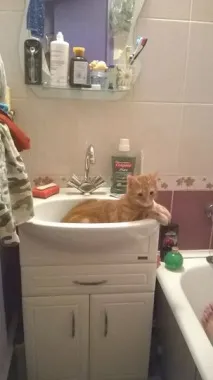 Фото забавних котів, що вміють стояти на двох лапах, надсилають на конкурс Metro забавних