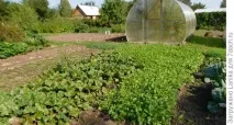 Міські божевільні, або Як ми садимо картоплю божевільні
