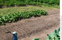 Міські божевільні, або Як ми садимо картоплю картоплю