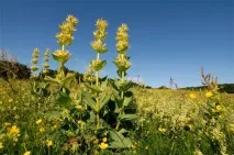 генціана