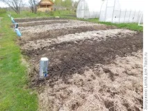 Міські божевільні, або Як ми садимо картоплю садимо