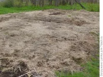 Міські божевільні, або Як ми садимо картоплю міські