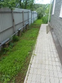 Міські божевільні, або Як ми садимо картоплю картоплі