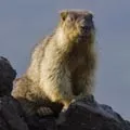 букв