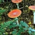 Гриб з капелюшком - пошук слів за маскою та визначенням, відповіді на сканворди гриб