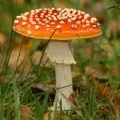 Гриб з капелюшком - пошук слів за маскою та визначенням, відповіді на сканворди слів
