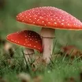 Гриб з капелюшком - пошук слів за маскою та визначенням, відповіді на сканворди слів