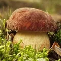 Гриб з капелюшком - пошук слів за маскою та визначенням, відповіді на сканворди слів