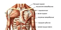 Грудні м’язи анатомія - Школа тіла - бодібілдинг, спорт, фітнес школа