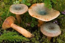 Ідемо за грибами ялиновий