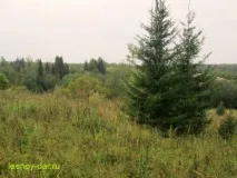 Ідемо за грибами ідемо
