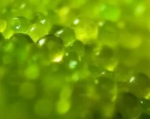Ікра летючої риби (тобіко) летючої