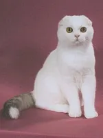 Історія котів історія