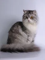 Історія котів котів