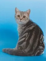 Історія котів історія