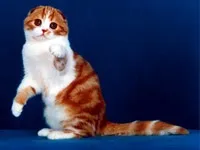 Історія котів кішок