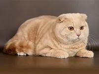 Історія котів історія