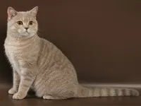 Історія котів історія