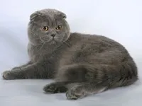 Історія котів котів