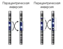 Інверсія (біологія) інверсій