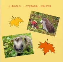 домашніми